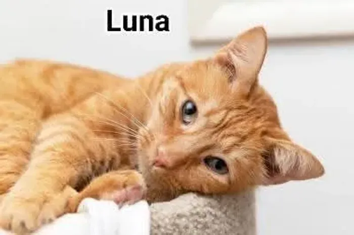 Linda gata mansa 1 ano ADOÇÃO 