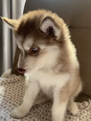 Husky siberiano fêmea!1300HOJEEE