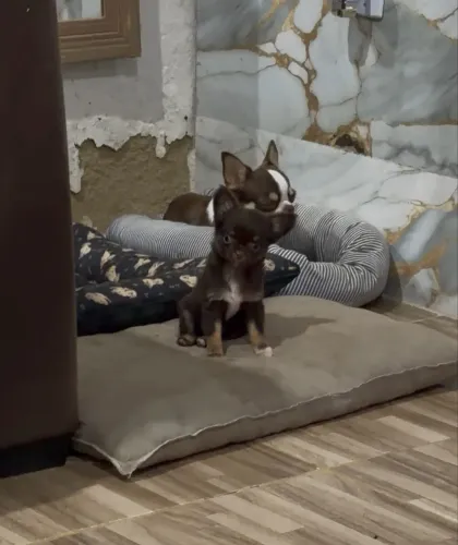 Chihuahua fêmea