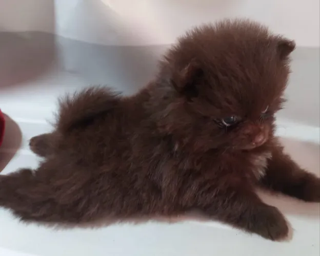 Lulu da Pomerânia fêmea lindíssima - puro encanto