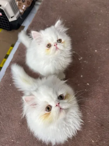 Filhotes gato persa pedigree e vacinas 