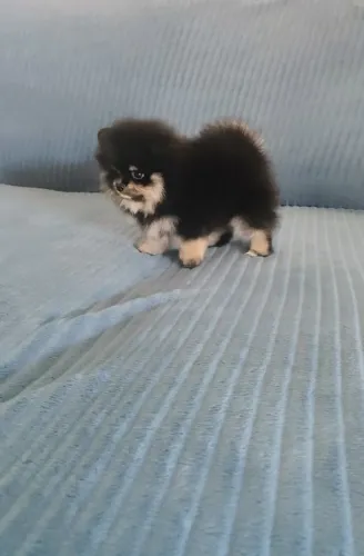Lulu da pomerânia fêmea Black and tan filhote