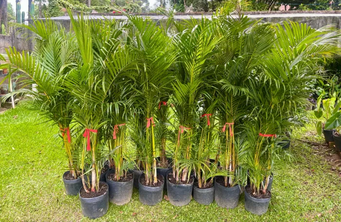 Palmeira areca 1.50m 
