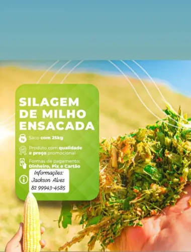 Silagem de milho