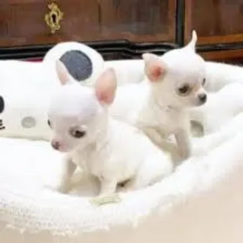 Chihuahau pelo curto filhotes 