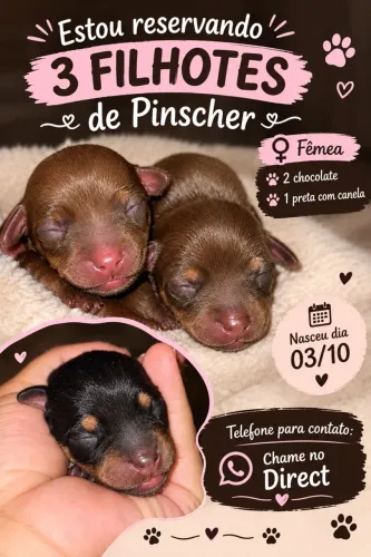 Pinscher Fêmia