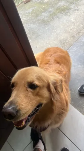 Cachorro raça Golden procuro fêmea para cruzar