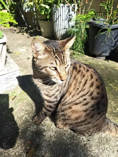 Doação de um gato lindo e muito mansinho.