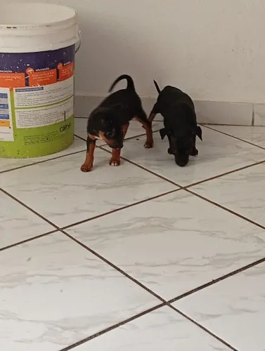 Pinscher número 1 MACHOS