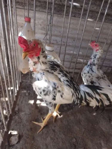 Galo e galinha