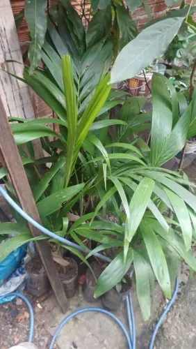 Palmeira imperial muda valor variados