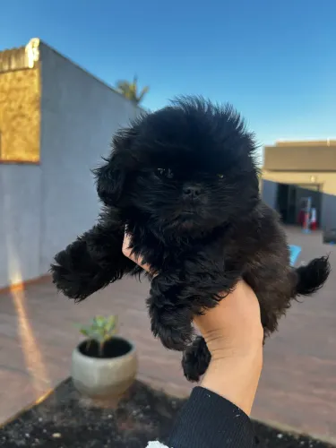Shihtzu fêmea preta sólida 12x sem juros 