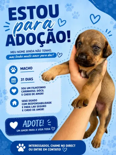 Doação de filhote macho