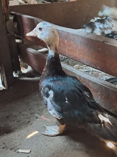 Patos