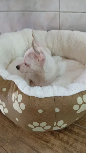 Vendo Pinscher fêmea com 2 anos
