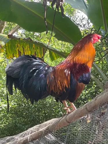 Vendo galo, muito bem cuidado, lindo e saudável!