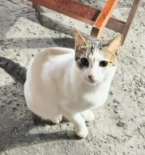 Gatinha para adoção