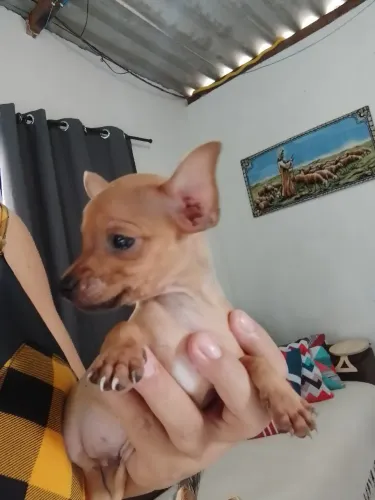 Pinscher 