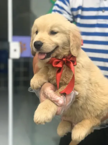 Filhote de Golden Retriever Vacinado com V10 Importada | Loja Física