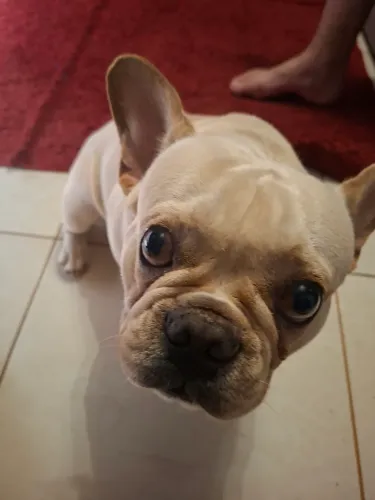 Buldogue Francês 