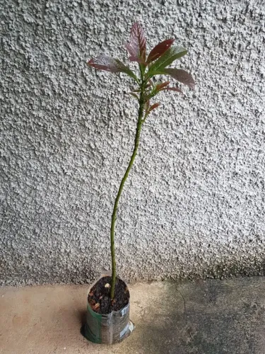 Linda muda de Abacate Manteiga .