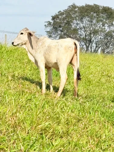 Bezerra Nelore