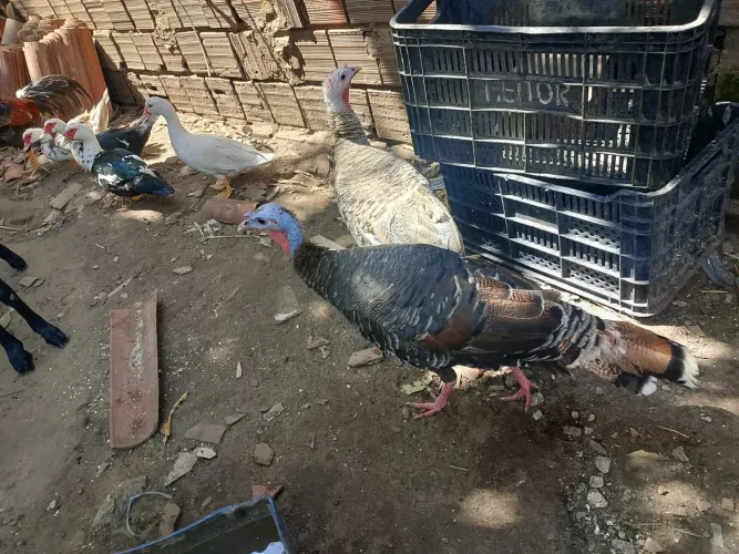 Perú