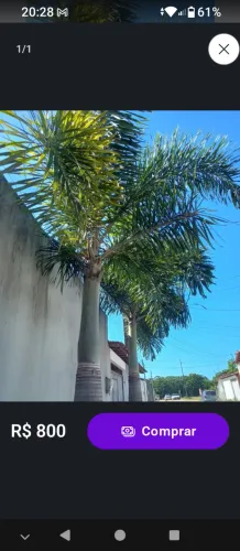planta paumeiras imperial