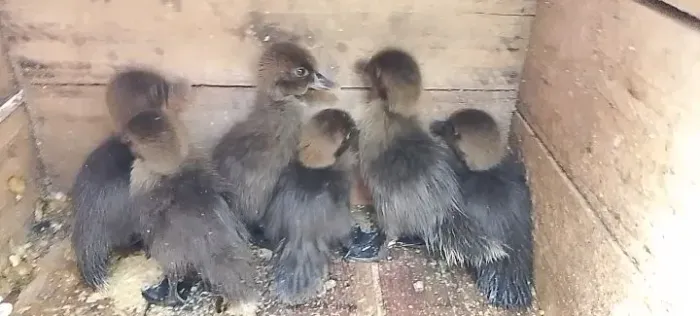 Pato do mato filhote 