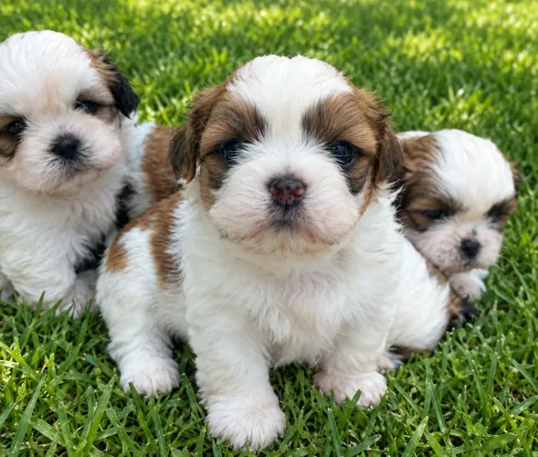 Filhotes de Shih Tzu