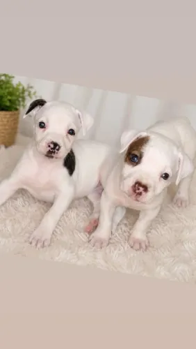 Filhotes de Pitbull