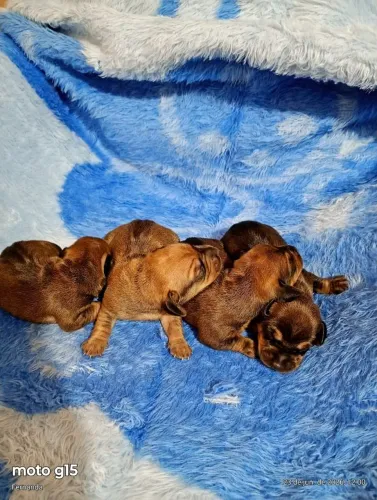 Daschund 