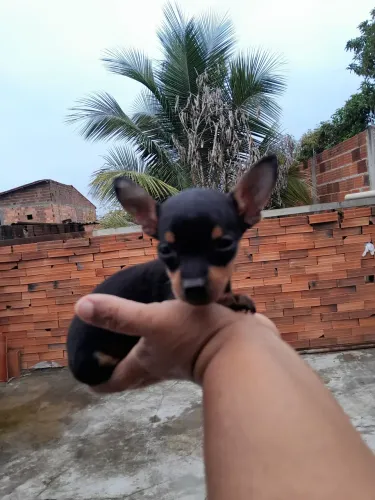Filhote de pinscher 1 mini disponivel