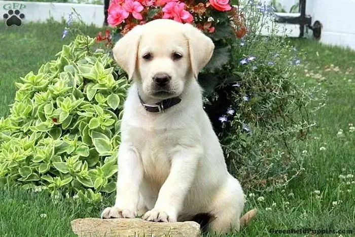 ?Filhotes de Labrador disponíveis - pronta entrega?