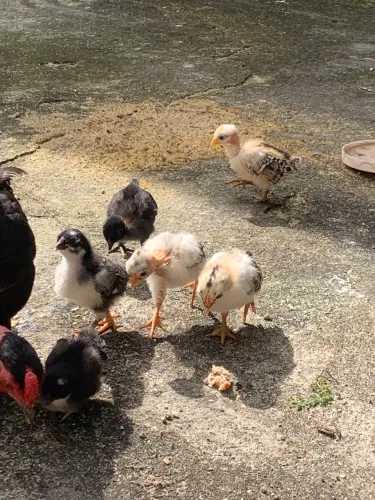 Galinha da Índia