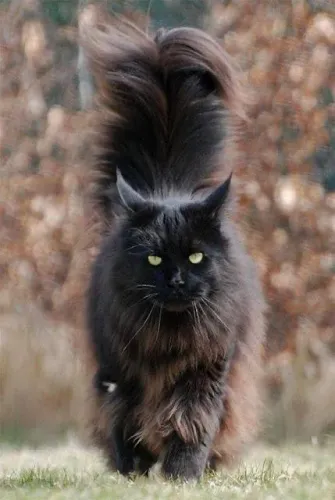 Maine coon macho com pedigree