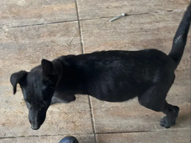 Lindo filhote de pastor belga de malinois blek 