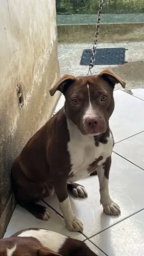 Doação de Pitbull fêmea 