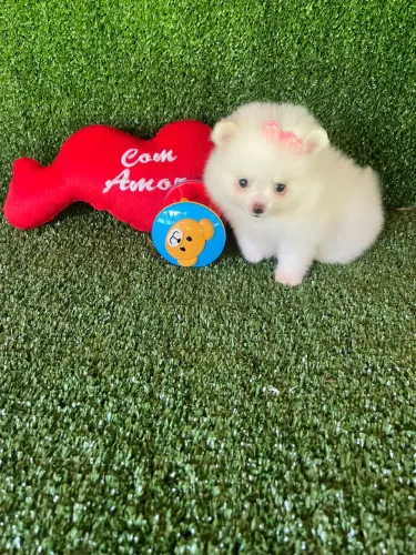 Spitz alemão macho e fêmea 