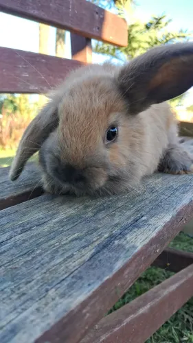 Coelho Fofinho Pets Amigável 