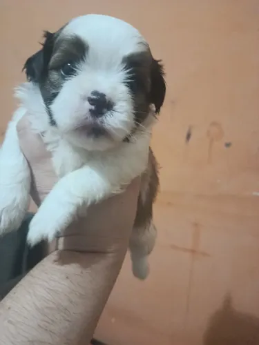 Filhotes lindos e prontinhos para um novo larlar