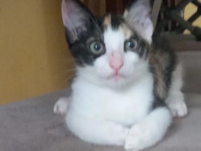 ? Gatos Adoção responsável