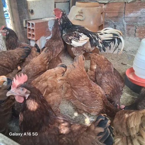 Galinhas embrapa 051