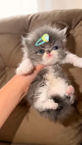 Gato Persa Blue