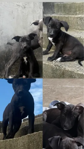 Adoção de lindos filhotes