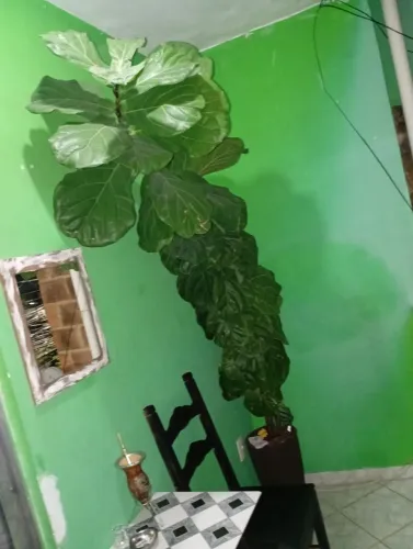 Ficus lyrata