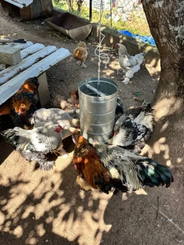Galinhas e galos Raça Brama e caipiras lote com 16 unidades