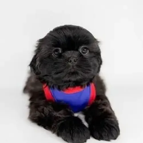 Shih Tzu,Shih Tzu Filhote Linda Linhagem Disponível