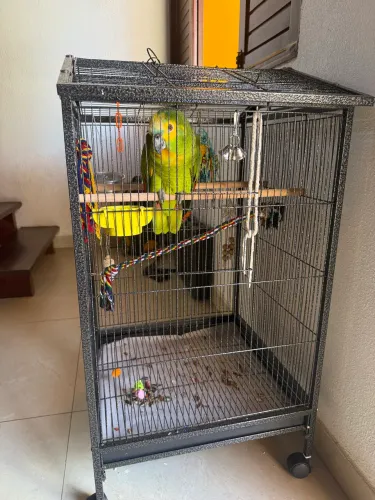 Gaiola Grande para Papagaio/Araras e Aves de Grande Porte - Excelente Estado