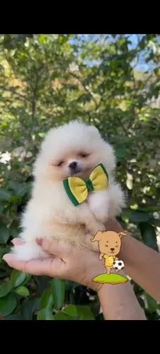 Lulu da Pomerânia